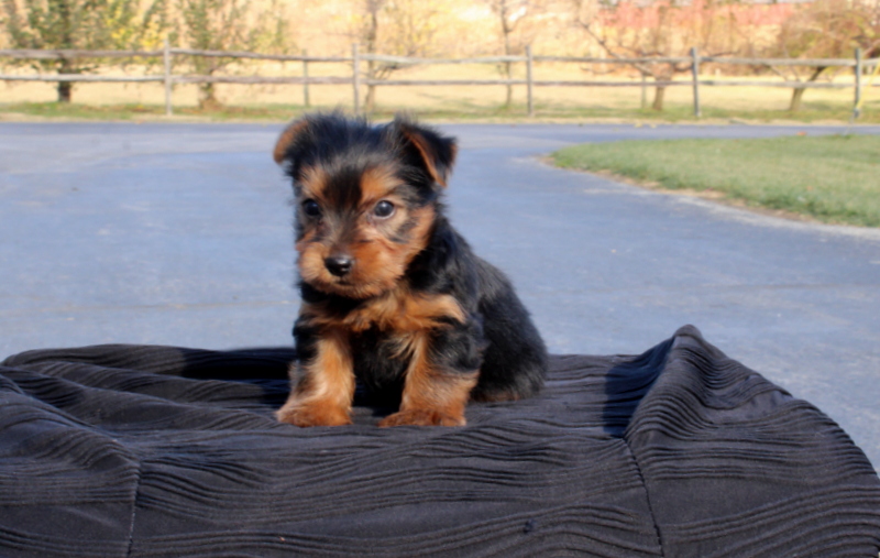 puppy, for, sale, Yokshire Terrier, Matthew B. Stoltzfus, dog, breeder, Gap, PA, dog-breeder, puppy-for-sale, forsale, nearby, find, puppyfind, locator, puppylocator, aca